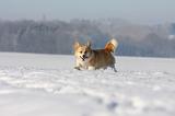 CORGI PEMBROKE 954